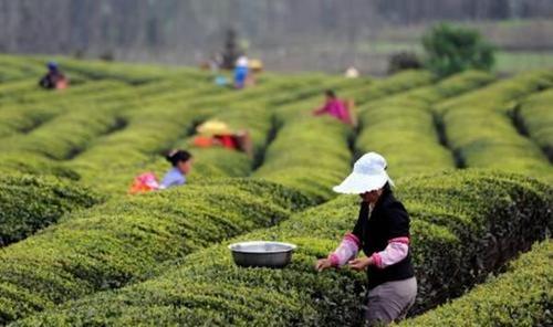 茶叶种植技术要点