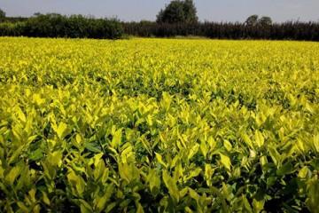龙井黄茶苗之茶苗种植及苗期管理