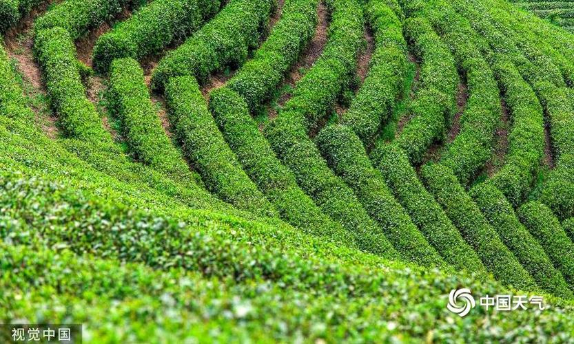 油菜茶叶怎么种(油茶盆栽种植方法)