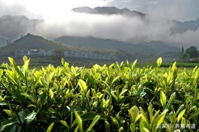 茶叶种植技术,规范的栽培技术,产出高质量产品