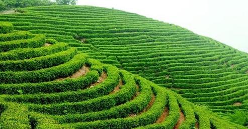 2015年中国茶叶种植生产情况